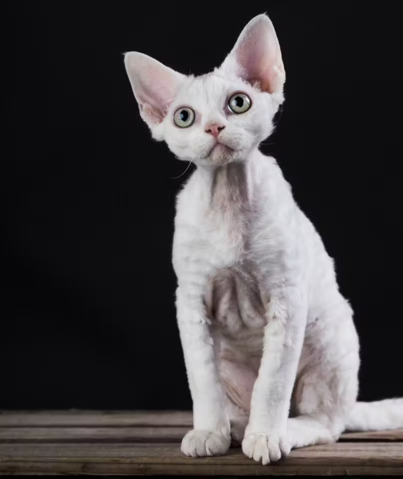 Devon Rex katė