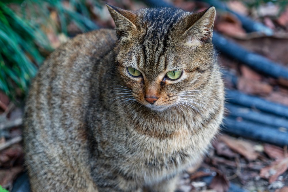 Afrikinė laukinė katė (Felis lybica)