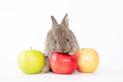 Ar galima triušiams duoti obuolius? Veterinaro paaiškinimas