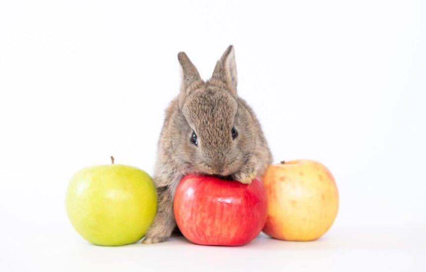 Ar galima triušiams duoti obuolius? Veterinaro paaiškinimas