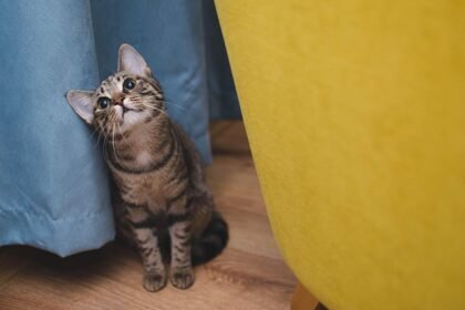 Kaip katės pasirenka šeimininką