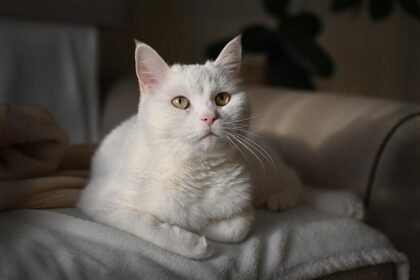 Kiek trunka katės nėštumas, kokie požymiai ir kalendorius