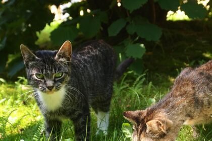 Ar galima duoti pieno katėms? Pagrindiniai mitai ir tiesa