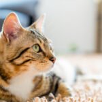 Kaip atbaidyti kates nuo gėlių: saugūs būdai ir veiksmingos priemonės