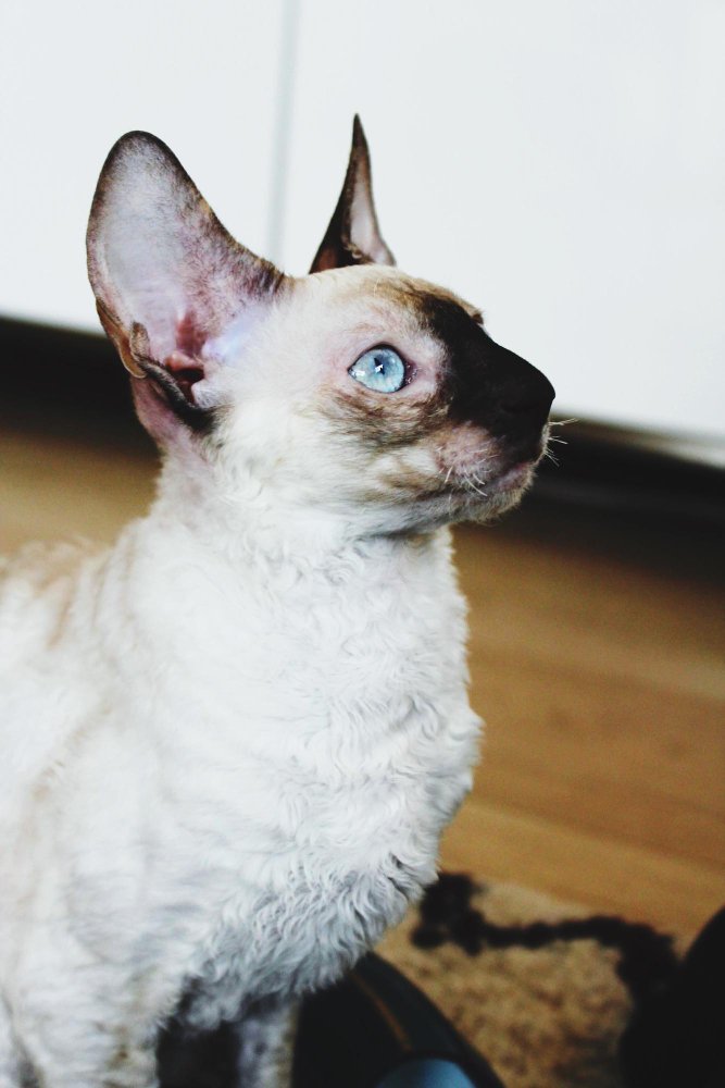 Cornish Rex