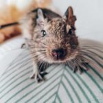 Degu žiurkėnas: savybės, auginimas ir priežiūra