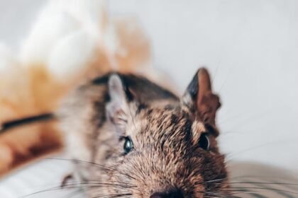 Degu žiurkėnas: savybės, auginimas ir priežiūra