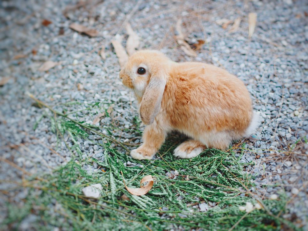 Kaip prailginti dekoratyvinio triušio gyvenimą