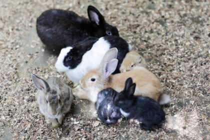 Dekoratyvinių triušių gyvenimo trukmė: nuo ko ji priklauso ir kaip ją prailginti