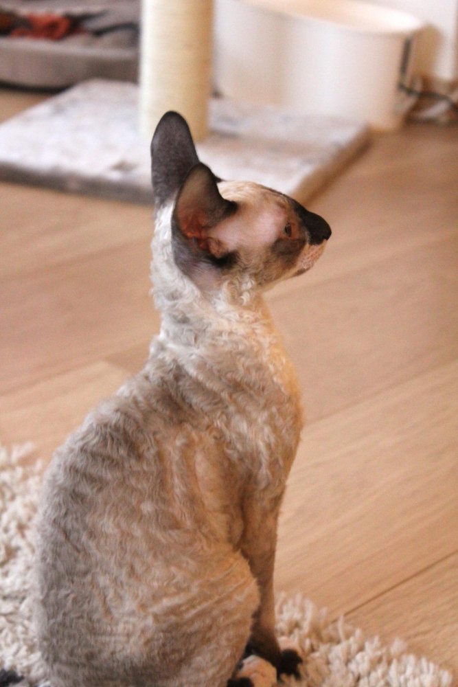 Devon Rex