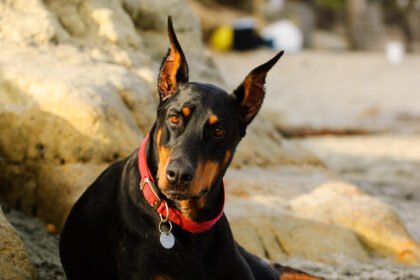 Kilmingi šunų vardai: geriausi vardai prestižinėms veislėms