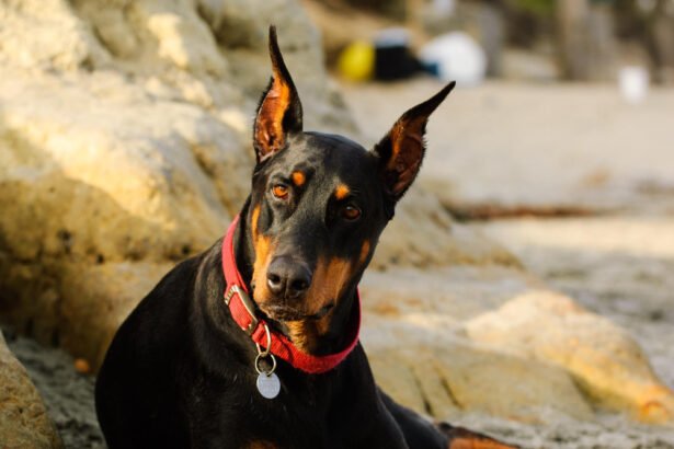 Kilmingi šunų vardai: geriausi vardai prestižinėms veislėms