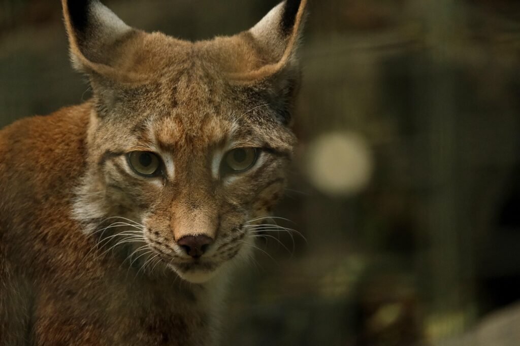 Eurazinė lūšis (Lynx lynx)