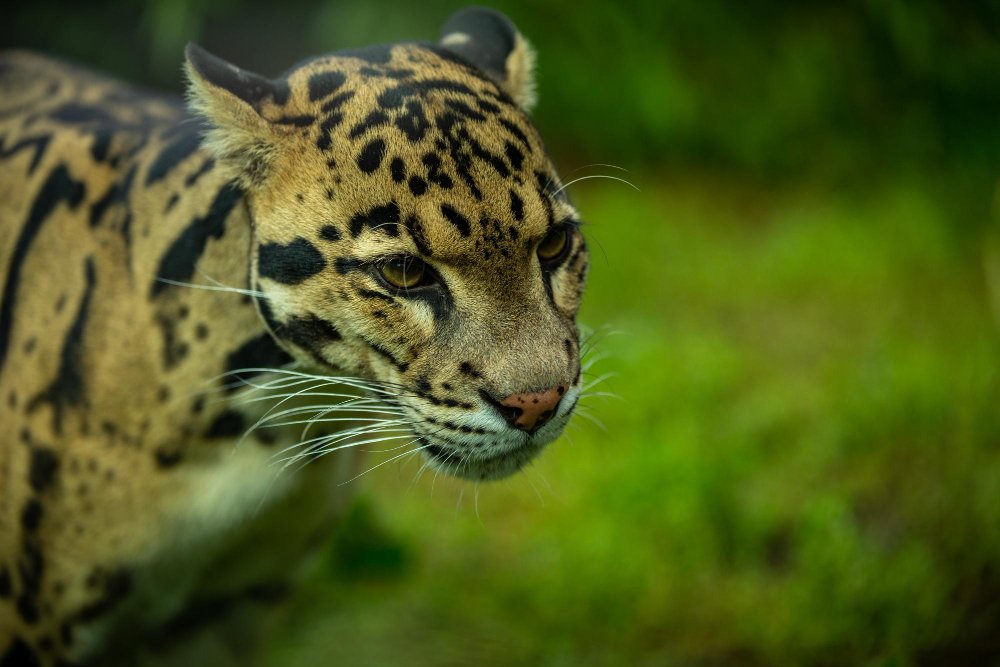 Jaguaras (Panthera onca)