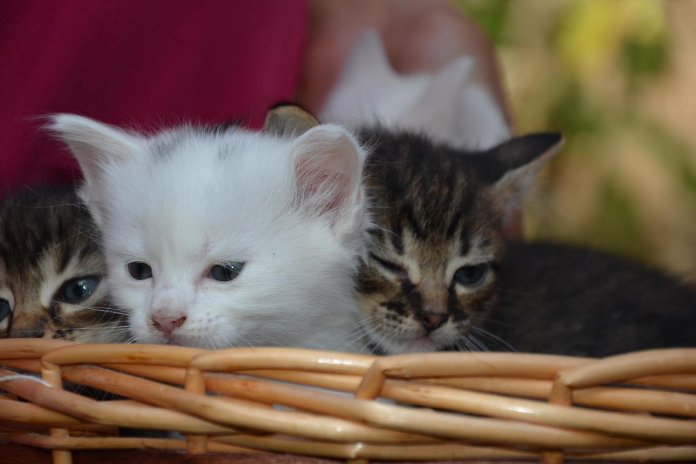 Kada saugiausia atskirti kačiukus nuo mamos katės?