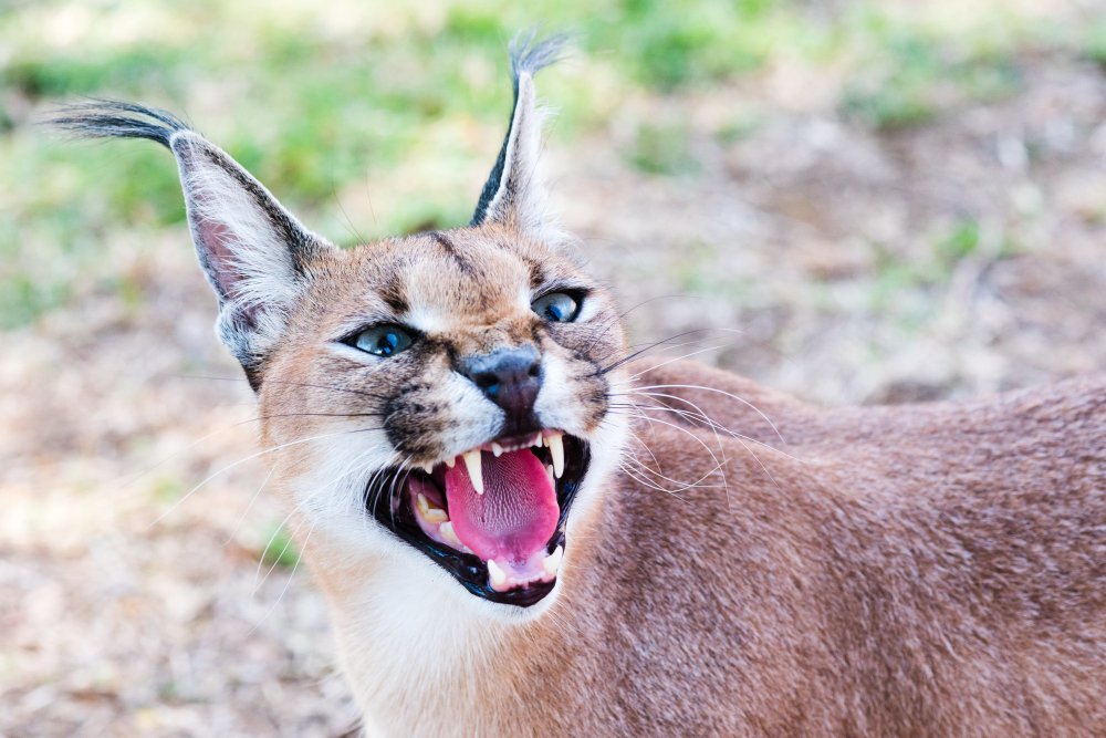 Karakalas (Caracal caracal)