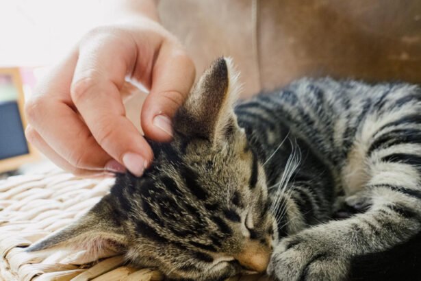 Kodėl katės murkia?