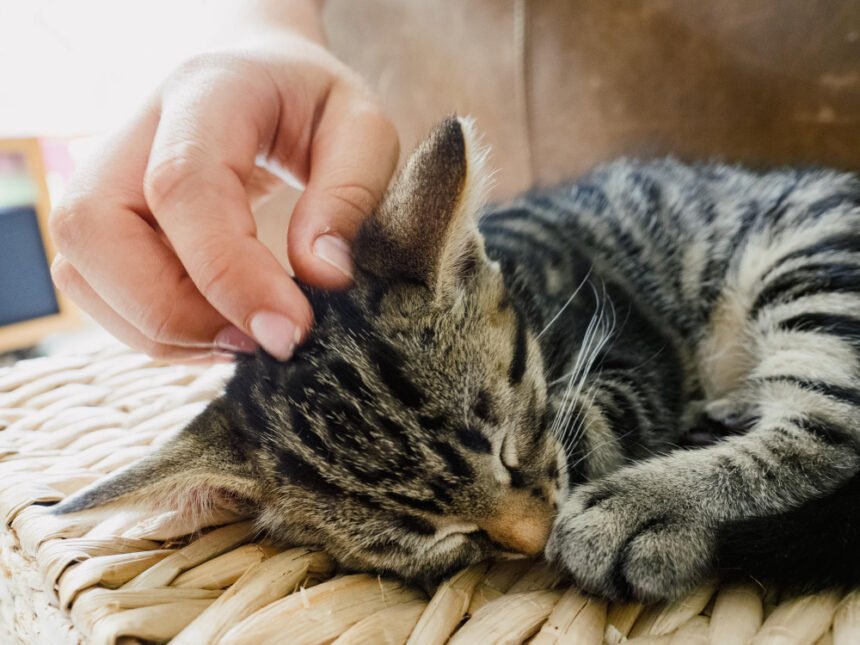 Kodėl katės murkia?