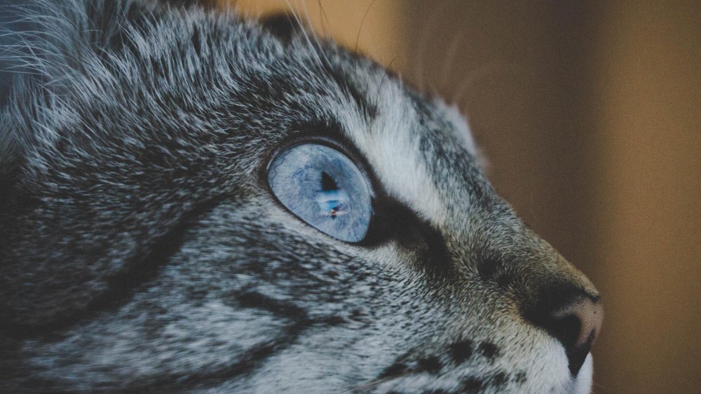 Kas yra trečias vokas ir kokią funkciją jis atlieka?