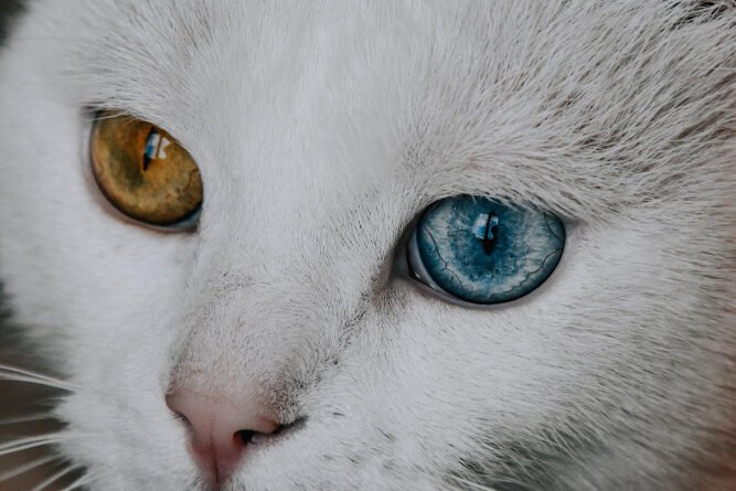 Ką daryti, jei trečias vokas neišsitraukia ar dengia akį?