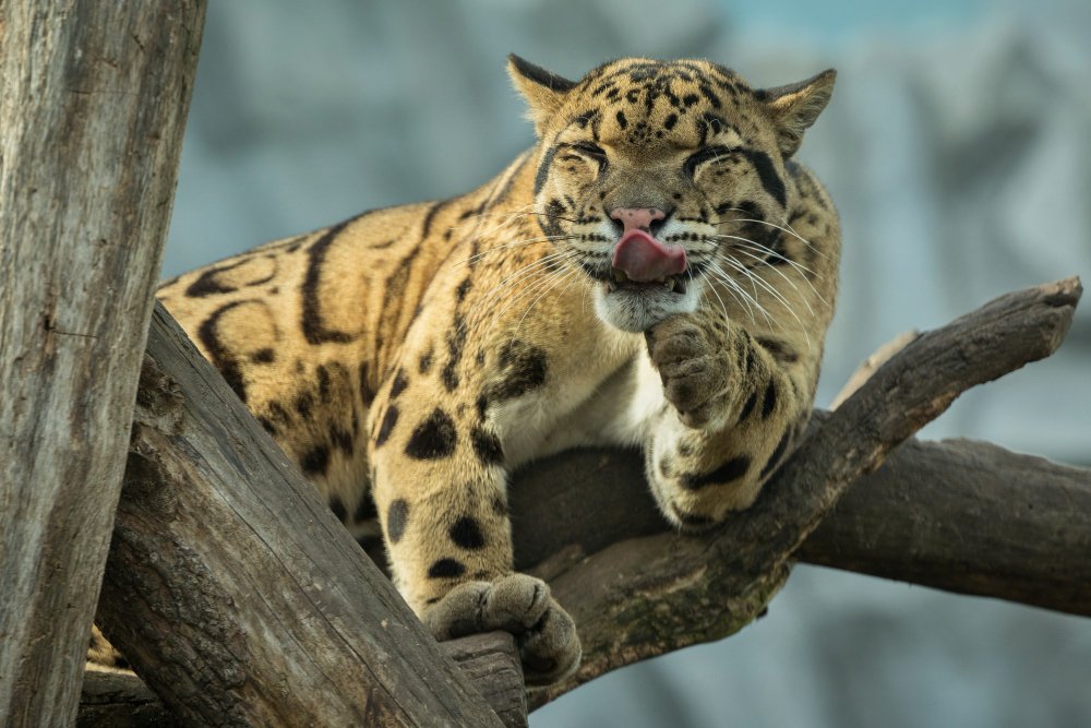 Leopardas (Panthera pardus)
