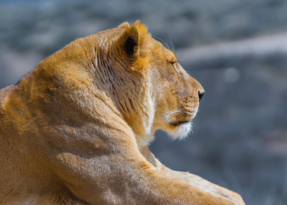 Liūtas (Panthera leo)