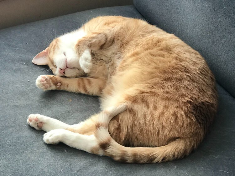 Katės miego trukmė – nuo instinkto iki komforto