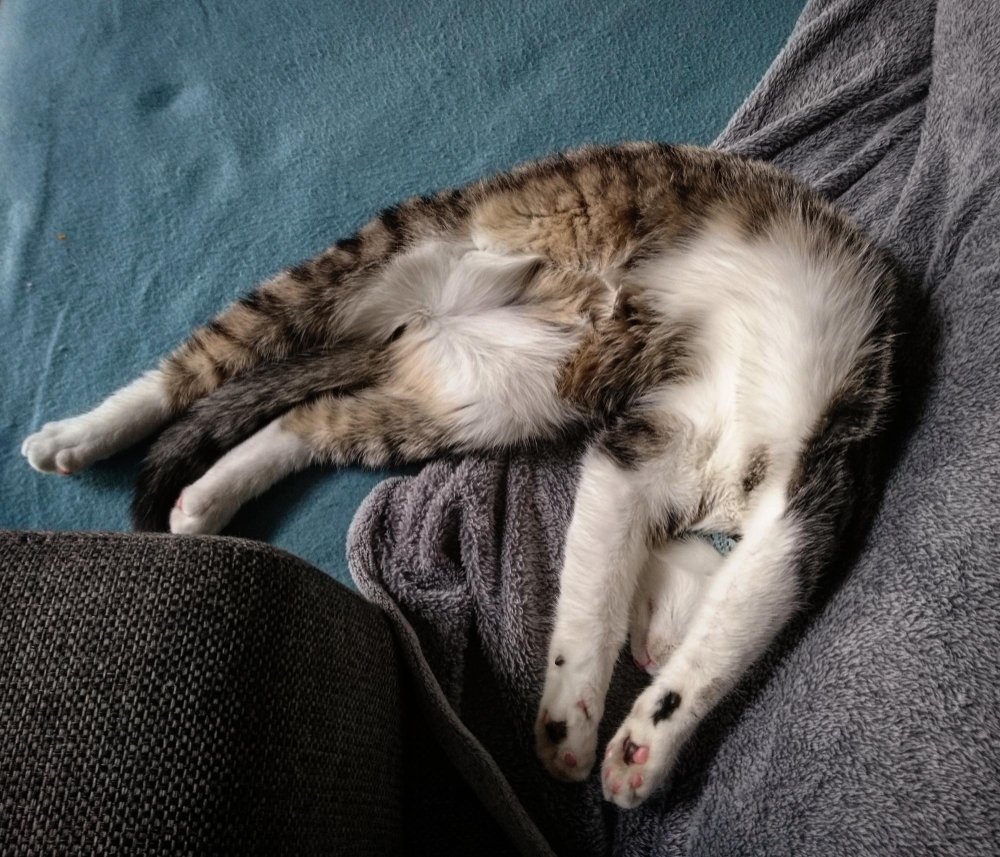 Kada ir kaip miega katės