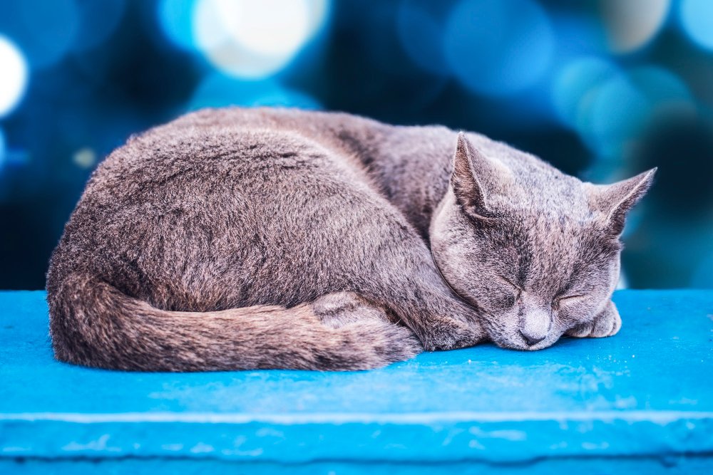 Miego sutrikimai ir jų priežastys