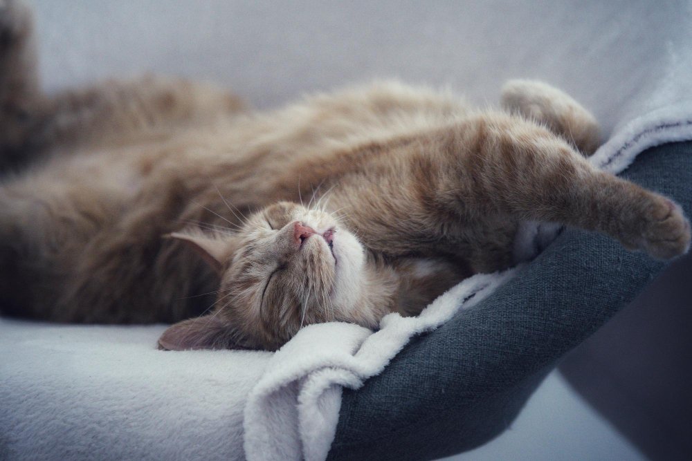 Kaip padėti katei geriau išsimiegoti