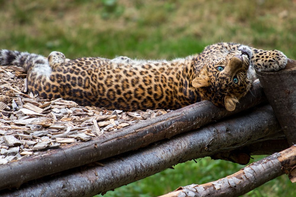 Ocelotas (Leopardus pardalis)