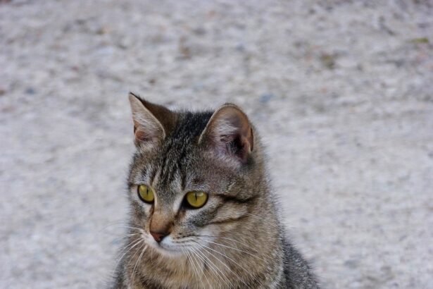 Kokio amžiaus katės gali pastoti