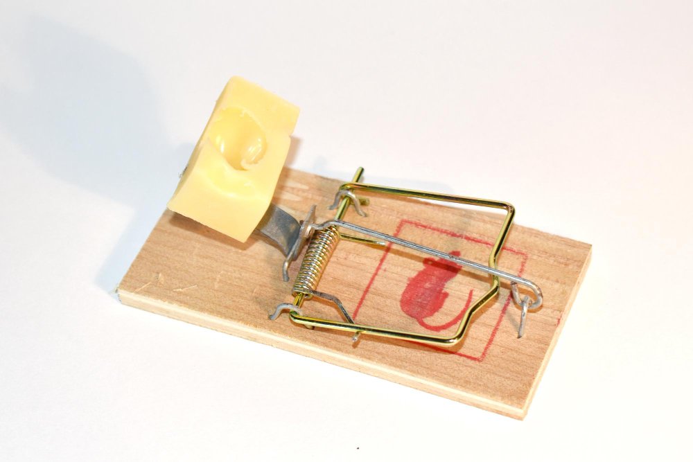 Kodėl pelės atsiranda namuose