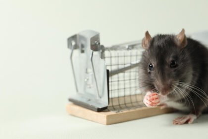 Kaip veikia pelių nuodai: veterinaro paaiškinimas