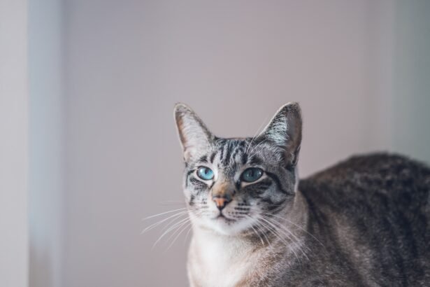 Kačių žarnyno ligos: simptomai, priežastys ir gydymo galimybės