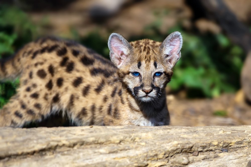 Servalas (Leptailurus serval)