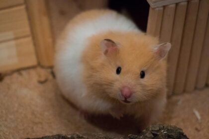 Sirijos žiurkėnas: kaip prižiūrėti, savybės, gyvenimo trukmė ir kiti patarimai