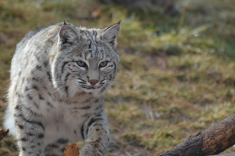 Sniego leopardas (Panthera uncia)