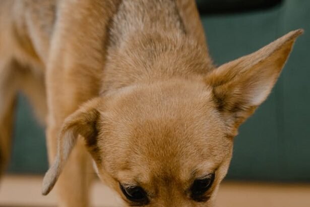 Ar galima šuniui duoti varškės?