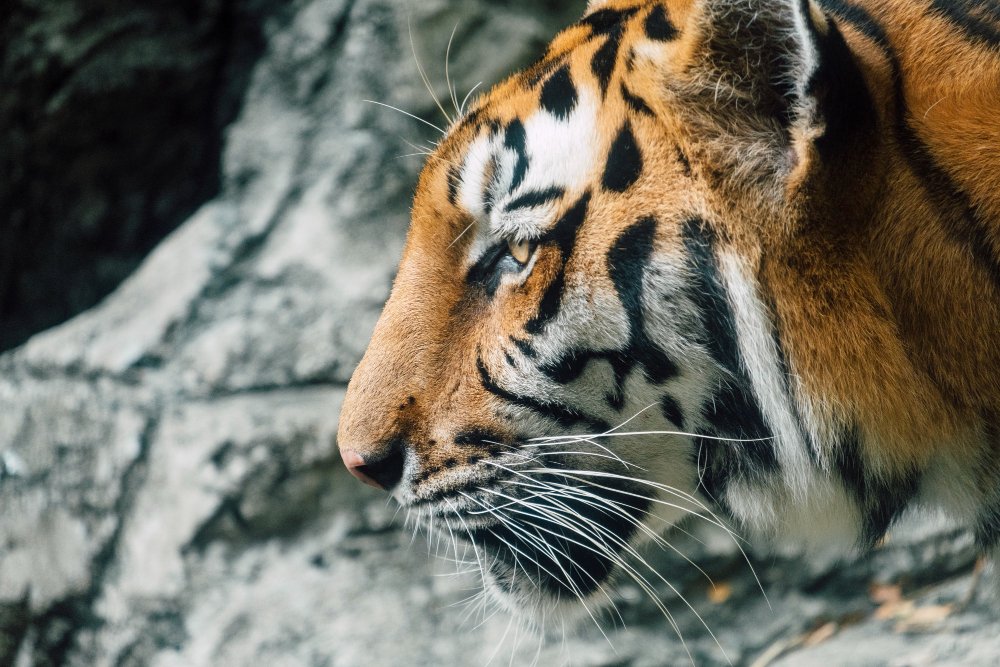 Tigras (Panthera tigris)