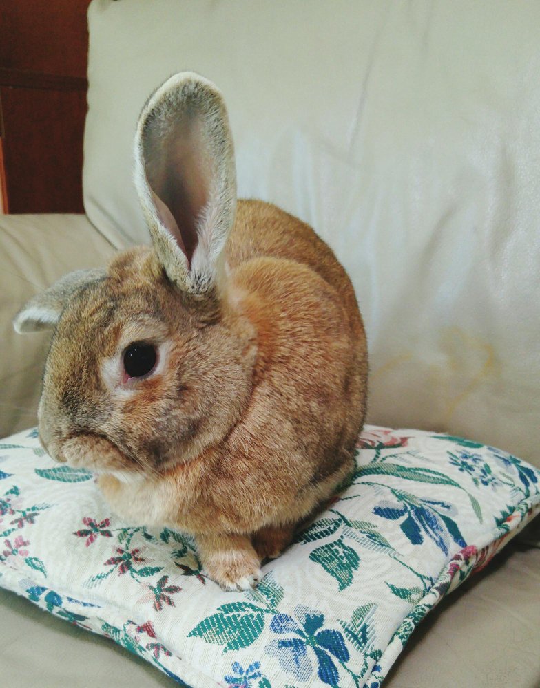 Triušio lyties atskyrimas pagal amžių