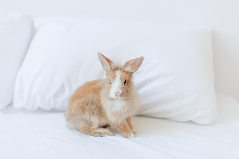 Bendravimas ir dresūra