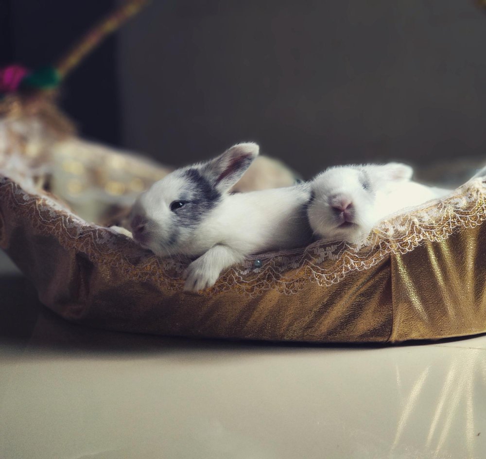 Triušio charakteris ir elgesys