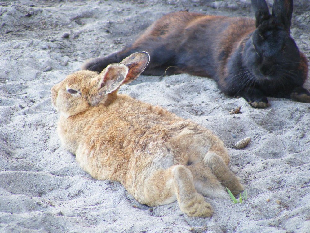 Ligos priežastys ir plitimo būdai