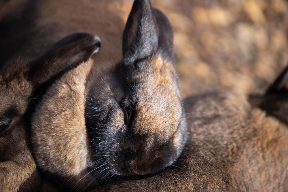 Gydymo galimybės ir veterinarinė priežiūra