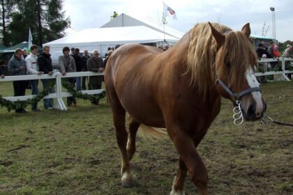 Lietuvos sunkieji arkliai: vietinės veislės ir jų išsaugojimas
