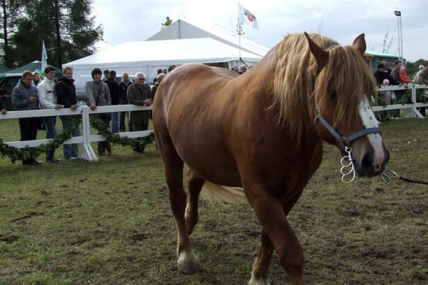 Lietuvos sunkieji arkliai: vietinės veislės ir jų išsaugojimas