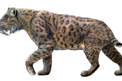 Kardadantis tigras: senovės plėšrūnas, apie kurį pasakoja fosilijos