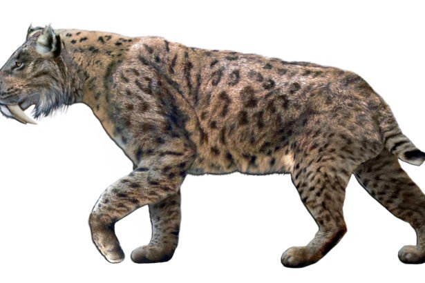 Kardadantis tigras: senovės plėšrūnas, apie kurį pasakoja fosilijos