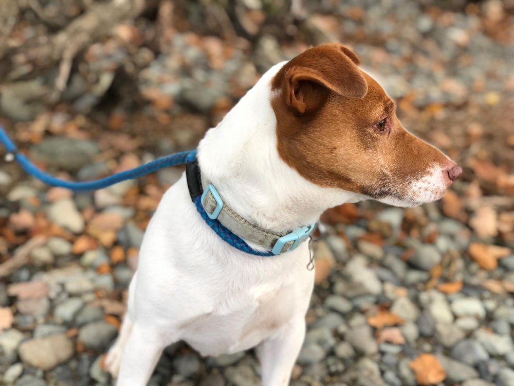 Apsaugos priemonių rūšys – ką siūlo veterinarai